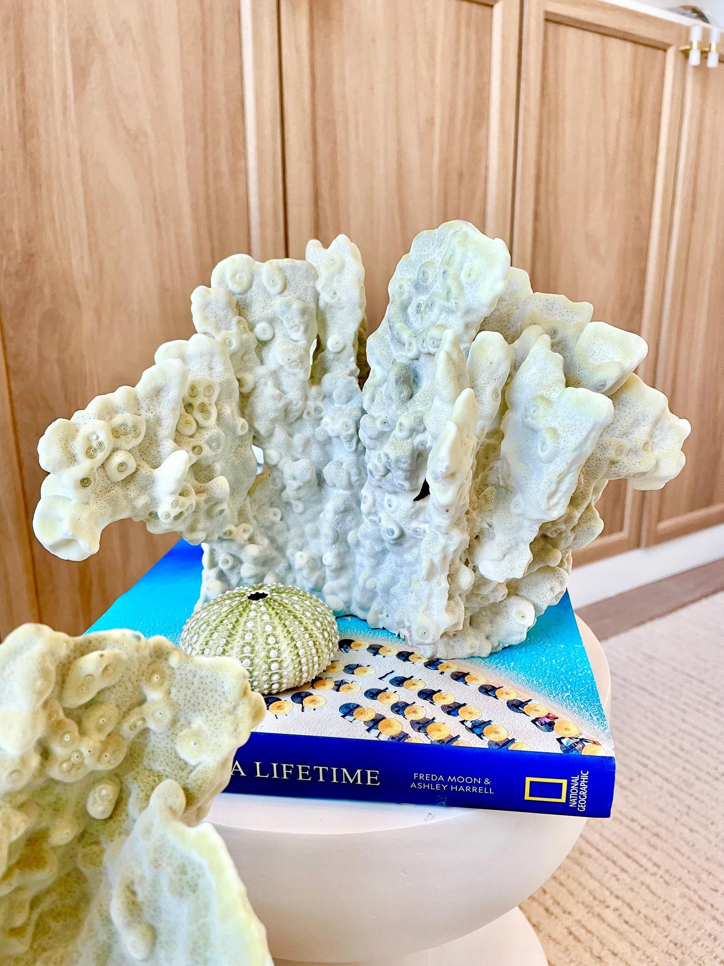 GREEN FIRE SLAB Coral *All Sizes* Authentic Natural Real Sea Fossil Coastal Décor