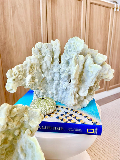 GREEN FIRE SLAB Coral *All Sizes* Authentic Natural Real Sea Fossil Coastal Décor