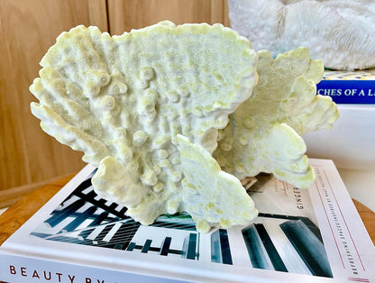GREEN FIRE SLAB Coral *All Sizes* Authentic Natural Real Sea Fossil Coastal Décor Ocean Beach House Organic Sustainable Nature Art Aquarium