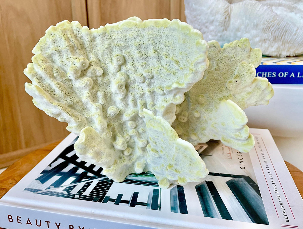GREEN FIRE SLAB Coral *All Sizes* Authentic Natural Real Sea Fossil Coastal Décor