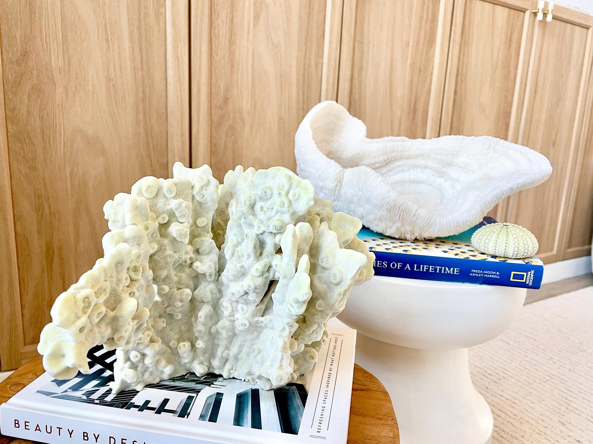 GREEN FIRE SLAB Coral *All Sizes* Authentic Natural Real Sea Fossil Coastal Décor