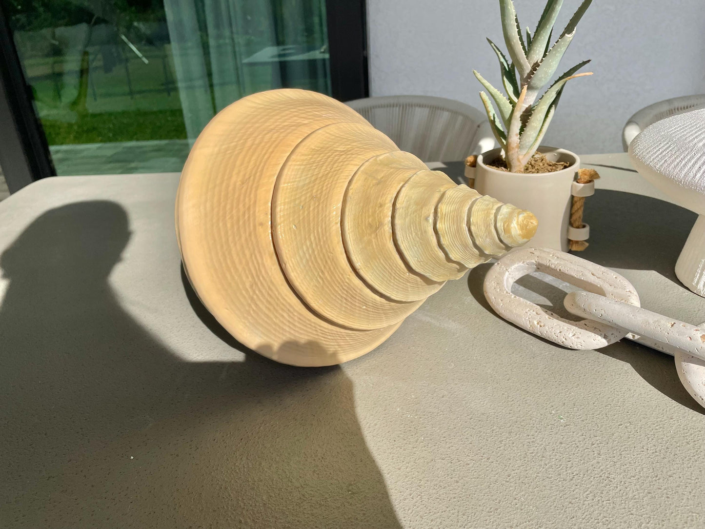 AUSTRALIAN TRUMPET SYRINX Massive 23" Long Rare Aruanus Mammoth Display Shell Seashell Golden Yellow