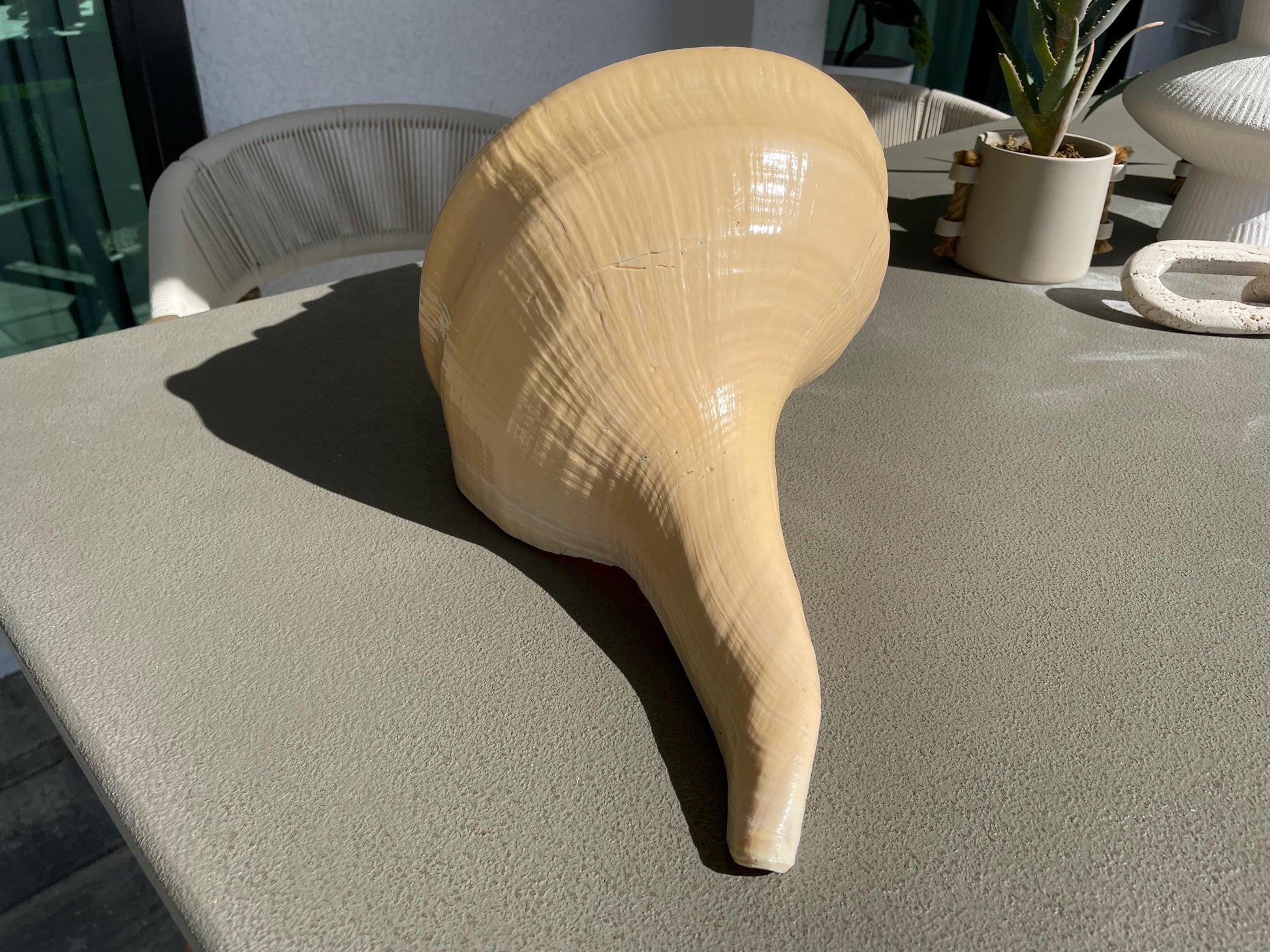 AUSTRALIAN TRUMPET SYRINX Massive 23" Long Rare Aruanus Mammoth Display Shell Seashell Golden Yellow