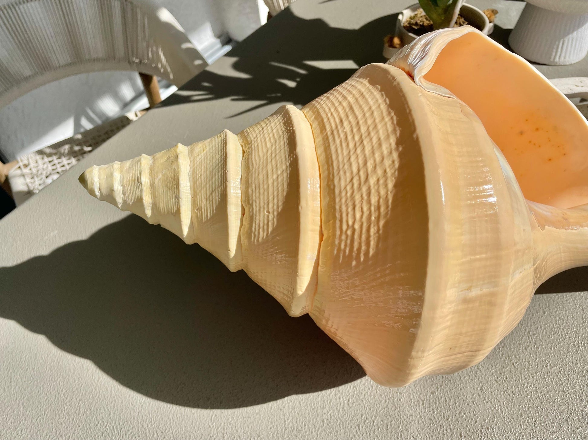 AUSTRALIAN TRUMPET SYRINX Massive 23" Long Rare Aruanus Mammoth Display Shell Seashell Golden Yellow