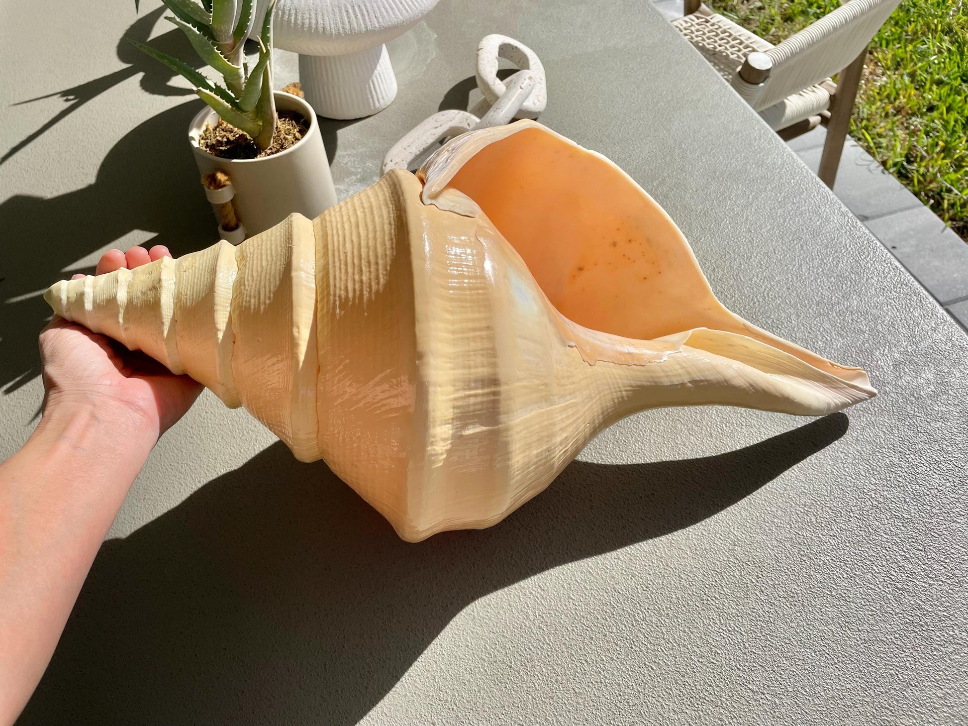 AUSTRALIAN TRUMPET SYRINX Massive 23" Long Rare Aruanus Mammoth Display Shell Seashell Golden Yellow