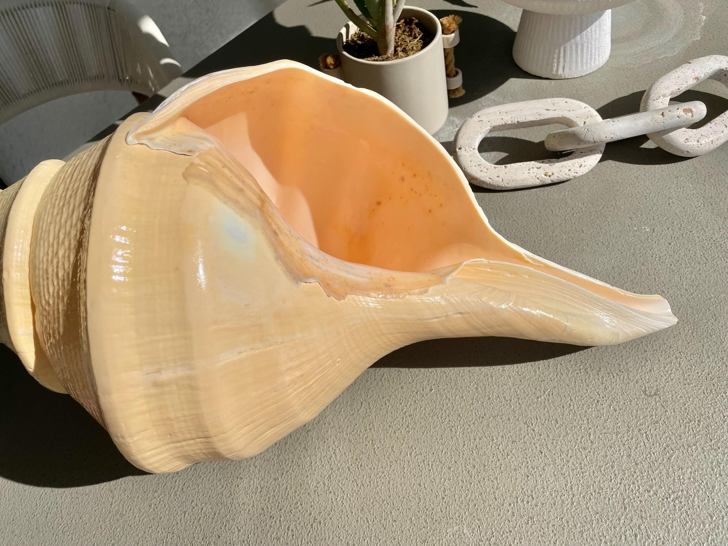 AUSTRALIAN TRUMPET SYRINX Massive 23" Long Rare Aruanus Mammoth Display Shell Seashell Golden Yellow