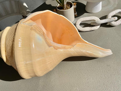 AUSTRALIAN TRUMPET SYRINX Massive 23" Long Rare Aruanus Mammoth Display Shell Seashell Golden Yellow