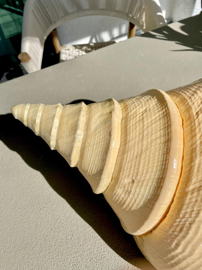 AUSTRALIAN TRUMPET SYRINX Massive 23" Long Rare Aruanus Mammoth Display Shell Seashell Golden Yellow