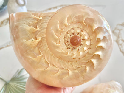 POLISHED CROWNED BALER Shell *All Sizes* Natural Golden Peach Large Display Seashell Coastal Planter Beach Home Décor