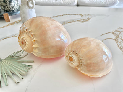 POLISHED CROWNED BALER Shell *All Sizes* Natural Golden Peach Large Display Seashell Coastal Planter Beach Home Décor