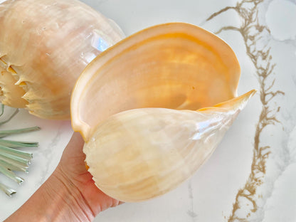 POLISHED CROWNED BALER Shell *All Sizes* Natural Golden Peach Large Display Seashell Coastal Planter Beach Home Décor