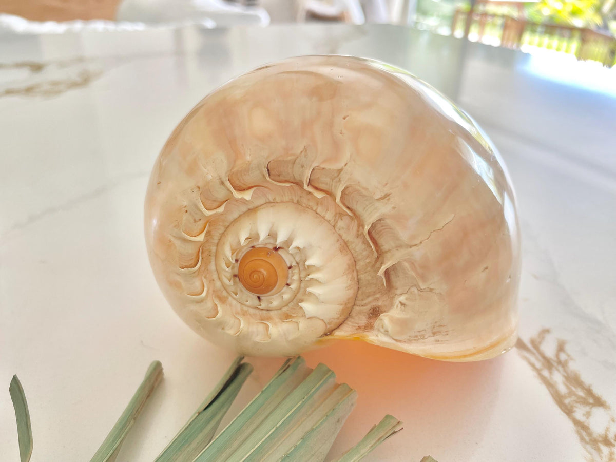 POLISHED CROWNED BALER Shell *All Sizes* Natural Golden Peach Large Display Seashell Décor