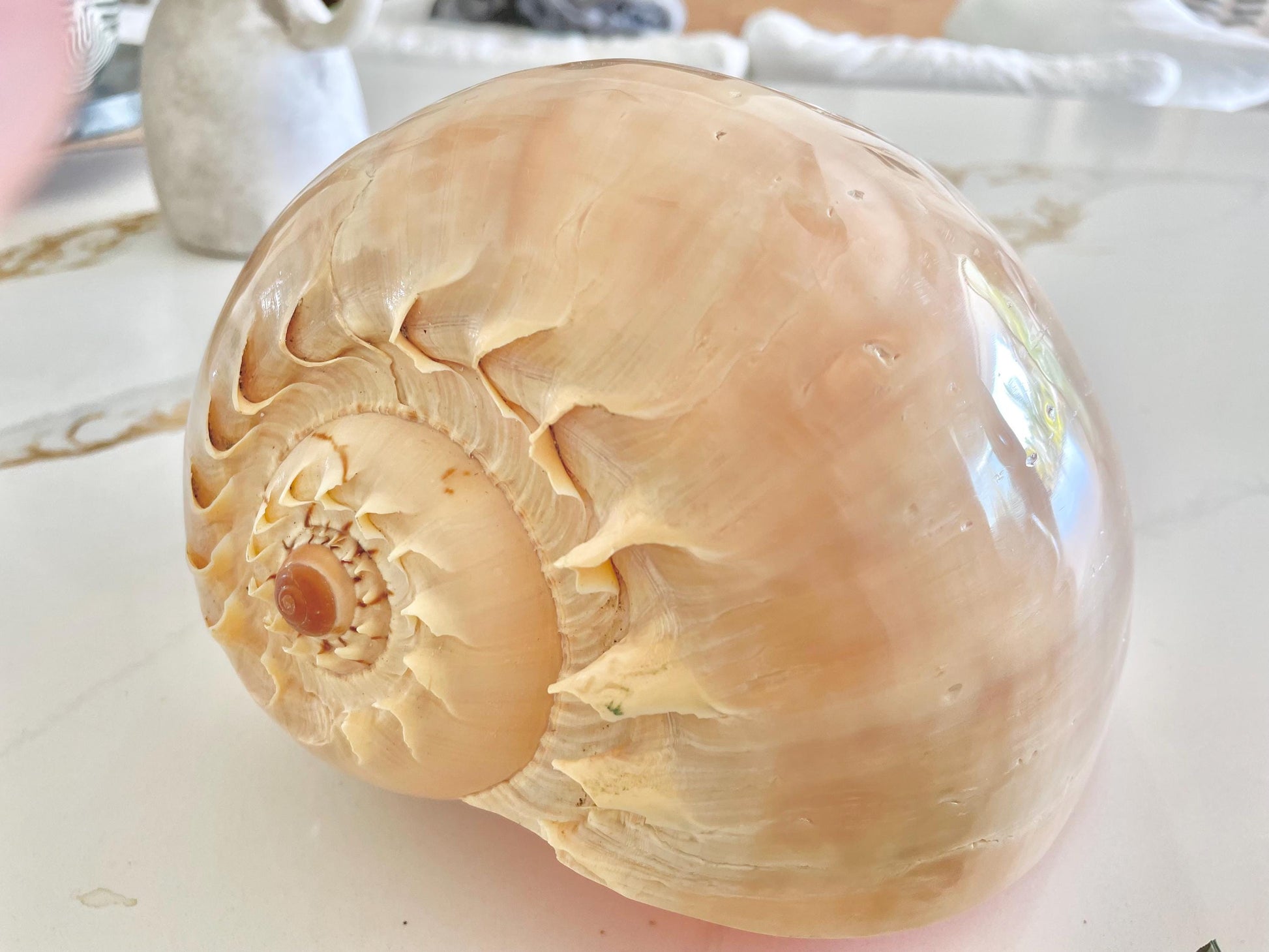 POLISHED CROWNED BALER Shell *All Sizes* Natural Golden Peach Large Display Seashell Coastal Planter Beach Home Décor