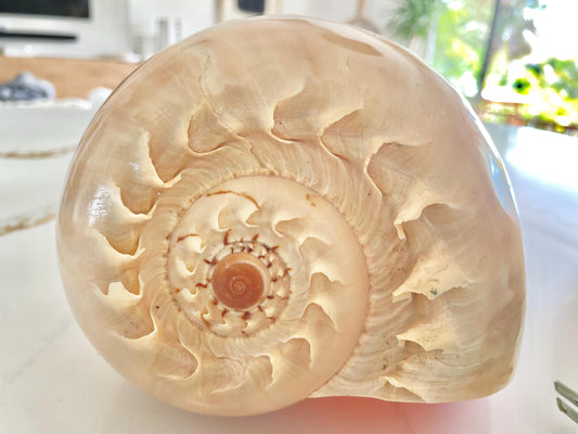 POLISHED CROWNED BALER Shell *All Sizes* Natural Golden Peach Large Display Seashell Coastal Planter Beach Home Décor