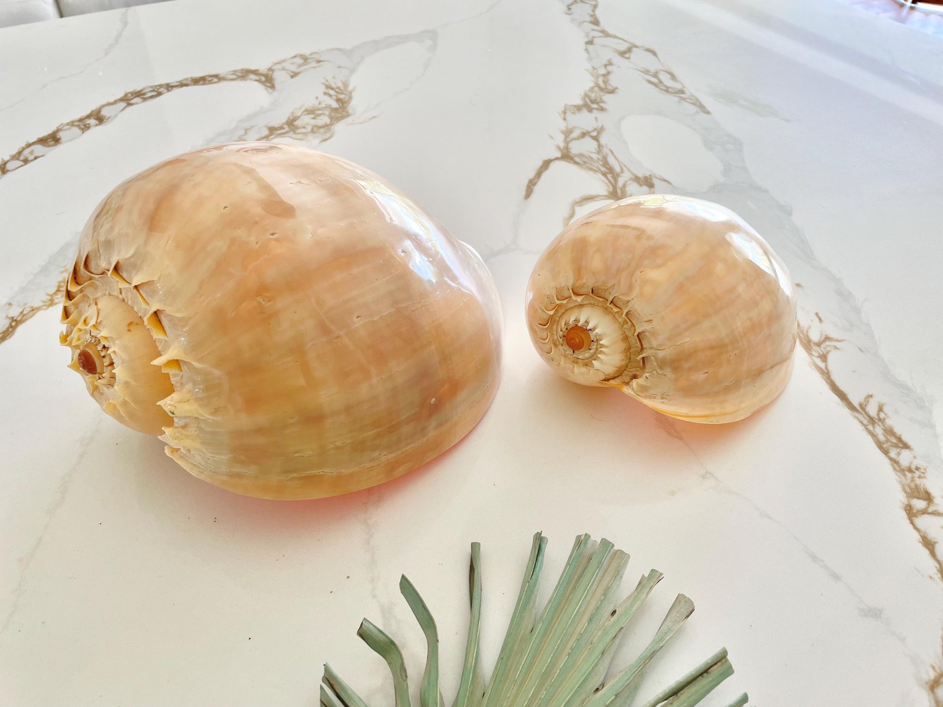 POLISHED CROWNED BALER Shell *All Sizes* Natural Golden Peach Large Display Seashell Coastal Planter Beach Home Décor