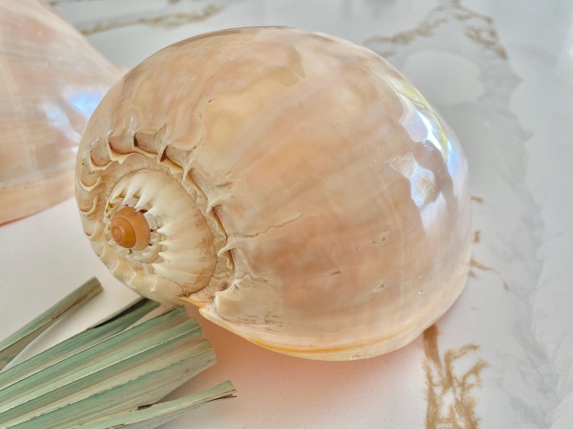 POLISHED CROWNED BALER Shell *All Sizes* Natural Golden Peach Large Display Seashell Coastal Planter Beach Home Décor