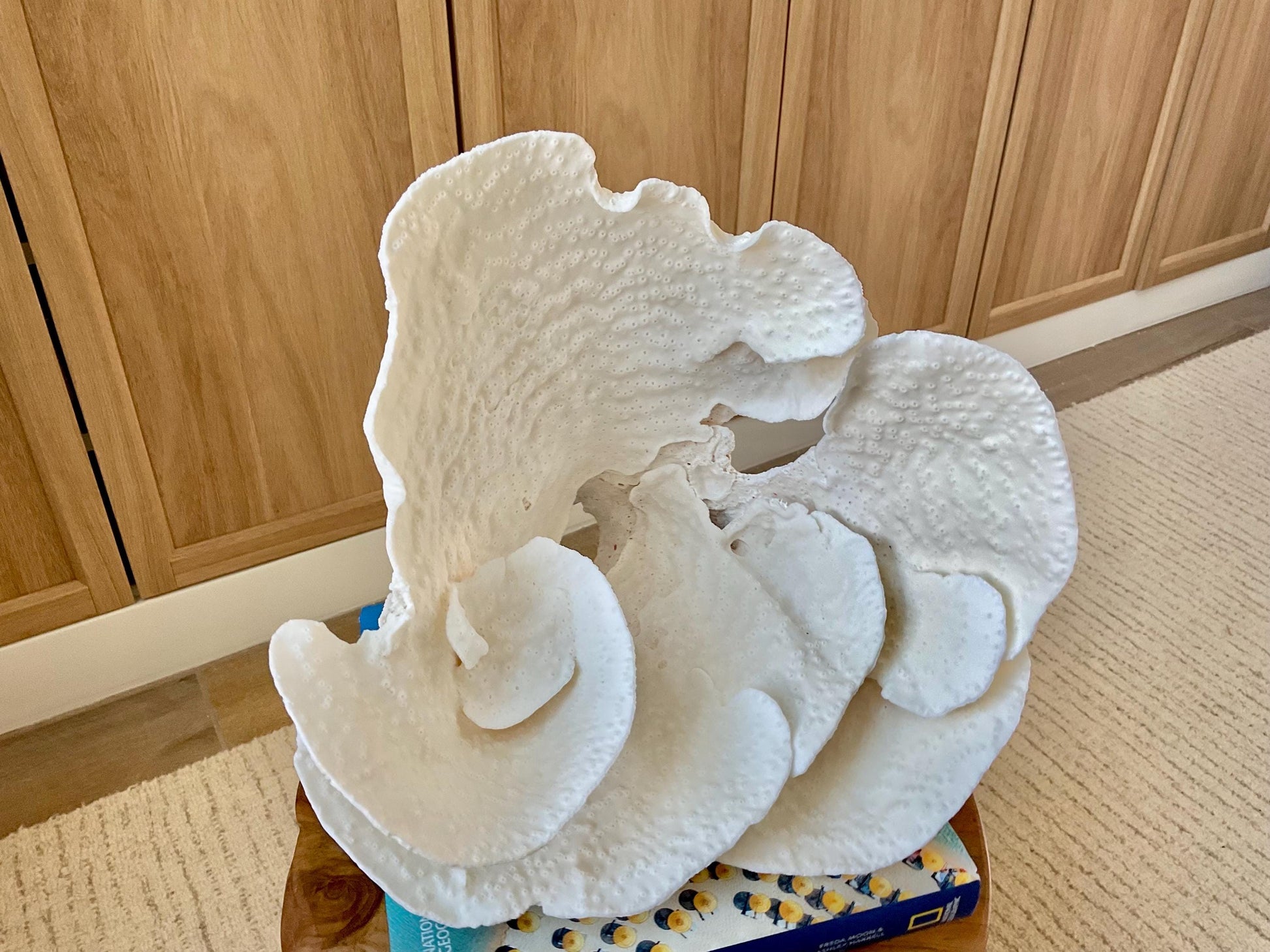 Genuine 12" Wide Sea Spiral CUP CORAL 100% Natural Ocean Reef Centerpiece Coastal Beach Ocean Décor Nautical Display Fossil White