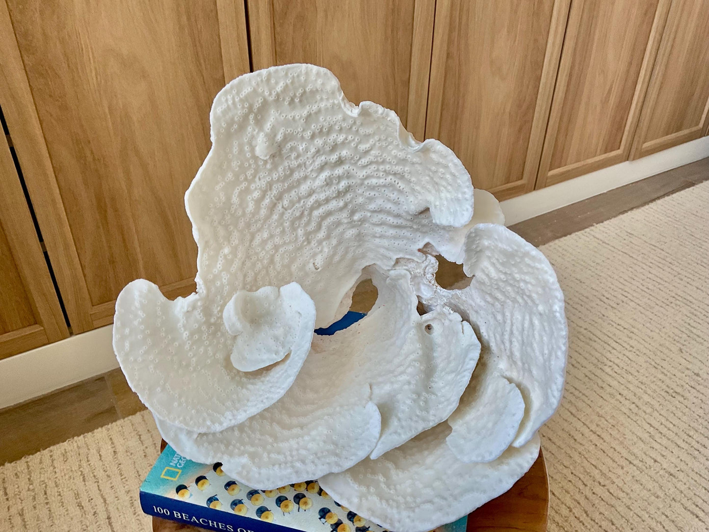 Genuine 12" Wide Sea Spiral CUP CORAL 100% Natural Ocean Reef Centerpiece Coastal Beach Ocean Décor Nautical Display Fossil White