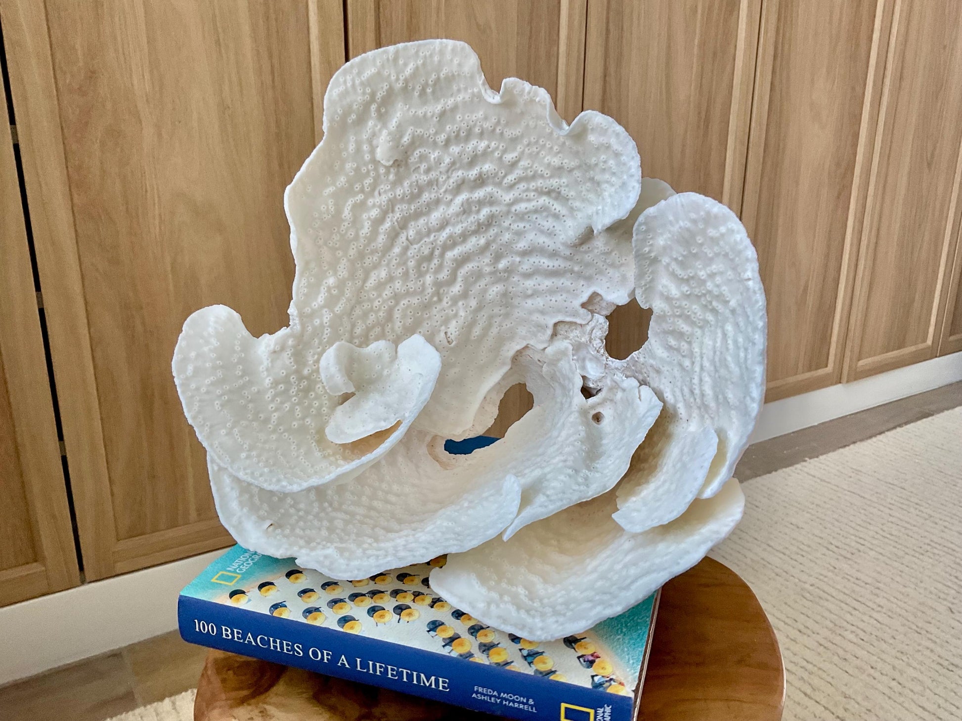 Genuine 12" Wide Sea Spiral CUP CORAL 100% Natural Ocean Reef Centerpiece Coastal Beach Ocean Décor Nautical Display Fossil White