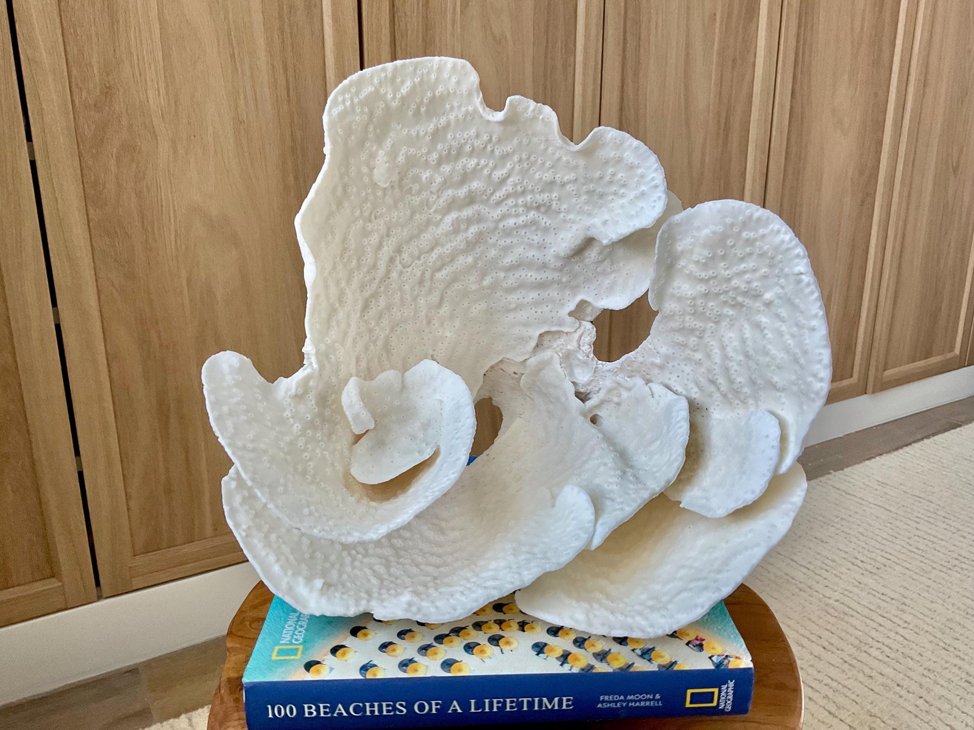 Genuine 12" Wide Sea Spiral CUP CORAL 100% Natural Ocean Reef Centerpiece Coastal Beach Ocean Décor Nautical Display Fossil White