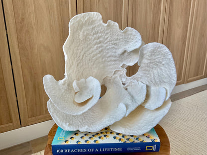 Genuine 12" Wide Sea Spiral CUP CORAL 100% Natural Ocean Reef Centerpiece Coastal Beach Ocean Décor Nautical Display Fossil White