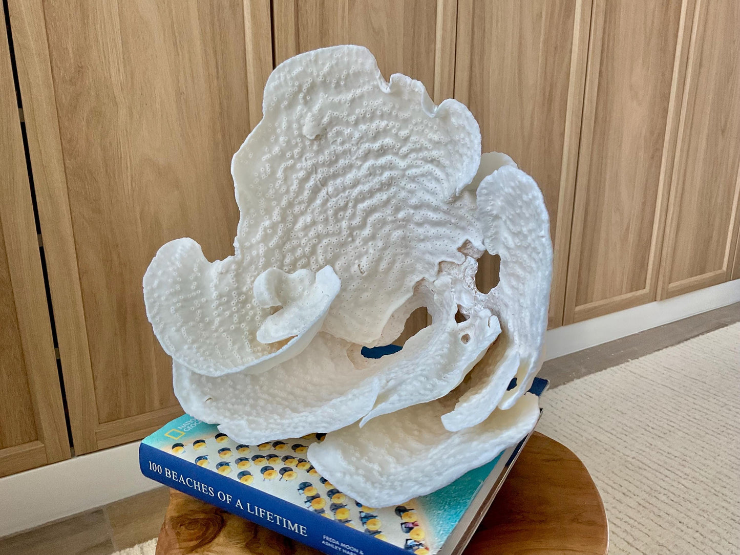 Genuine 12" Wide Sea Spiral CUP CORAL 100% Natural Ocean Reef Centerpiece Coastal Beach Ocean Décor Nautical Display Fossil White