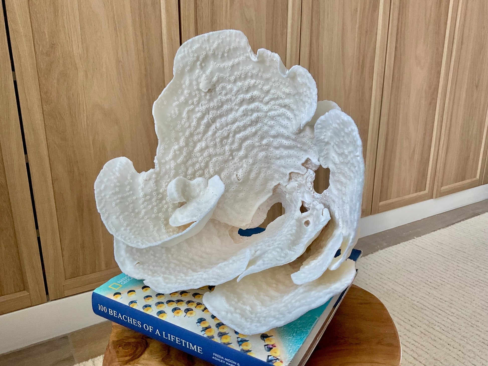 Genuine 12" Wide Sea Spiral CUP CORAL 100% Natural Ocean Reef Centerpiece Coastal Beach Ocean Décor Nautical Display Fossil White