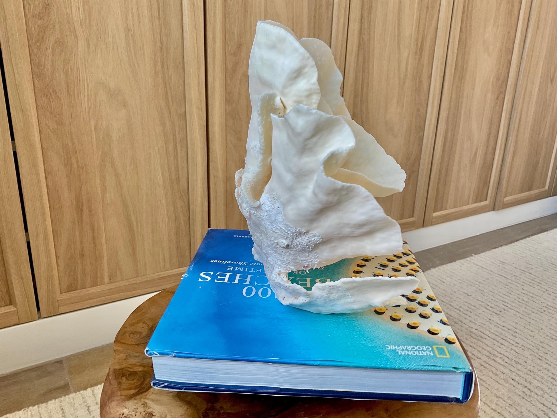 Genuine 9" Wide Sea Spiral CUP CORAL 100% Natural Ocean Reef Centerpiece Coastal Beach Ocean Décor Nautical Display Fossil White