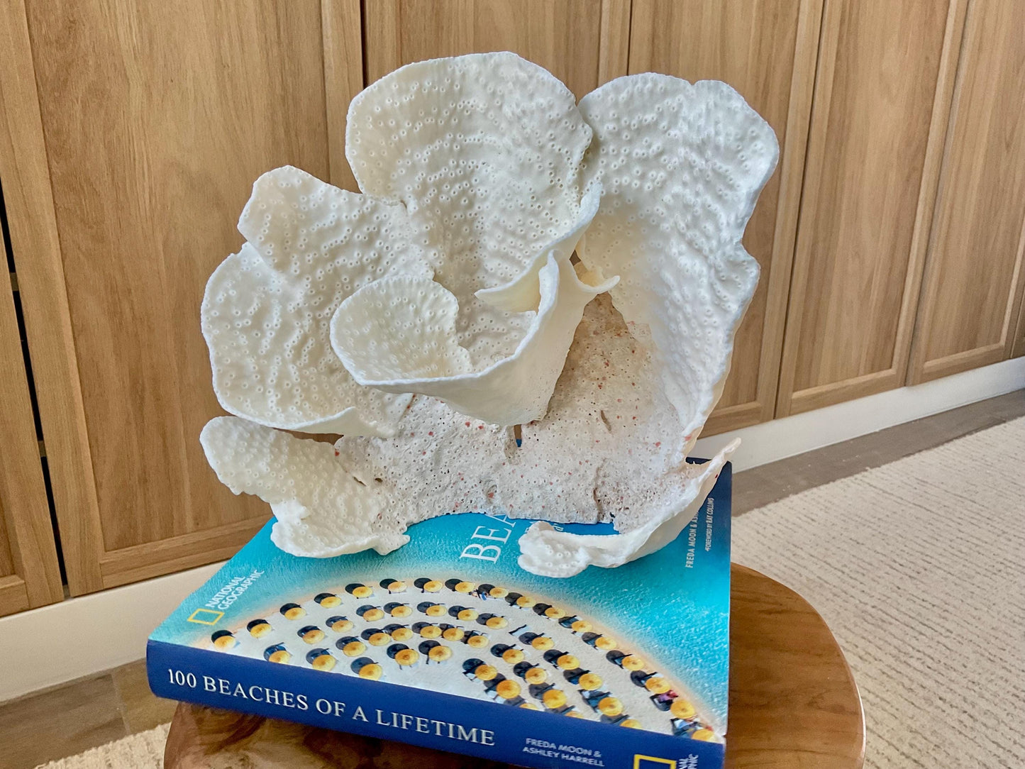 Genuine 9" Wide Sea Spiral CUP CORAL 100% Natural Ocean Reef Centerpiece Coastal Beach Ocean Décor Nautical Display Fossil White