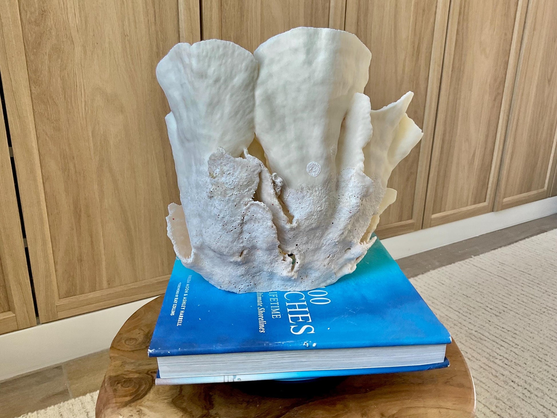 Genuine 9" Wide Sea Spiral CUP CORAL 100% Natural Ocean Reef Centerpiece Coastal Beach Ocean Décor Nautical Display Fossil White