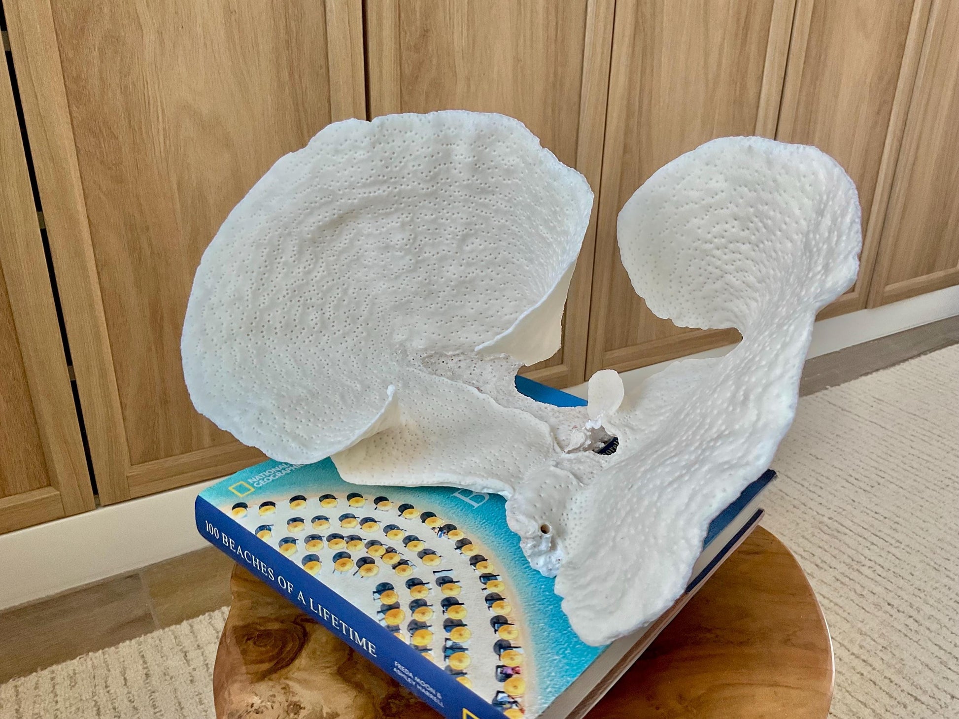 HUGE 13.5" Wide Sea Spiral CUP CORAL 100% Natural Ocean Reef Centerpiece Coastal Beach Ocean Décor Nautical Display Fossil White