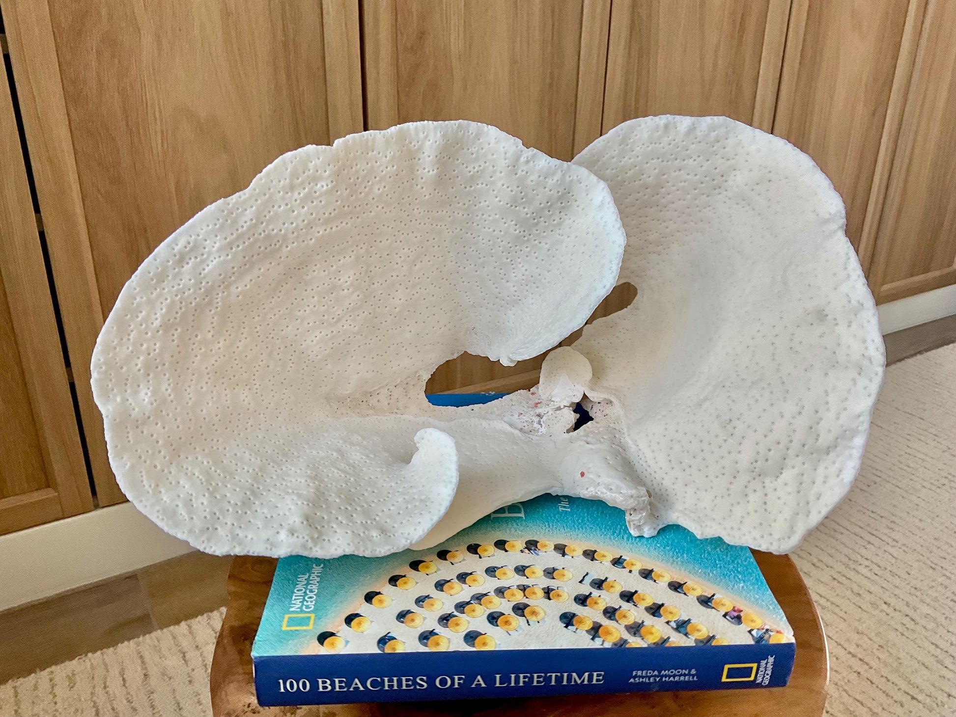 HUGE 13.5" Wide Sea Spiral CUP CORAL 100% Natural Ocean Reef Centerpiece Coastal Beach Ocean Décor Nautical Display Fossil White