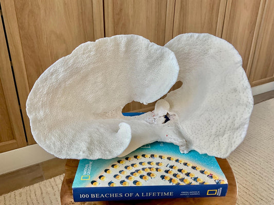 HUGE 13.5" Wide Sea Spiral CUP CORAL 100% Natural Ocean Reef Centerpiece Coastal Beach Ocean Décor Nautical Display Fossil White