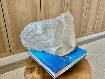 HUGE 13.5" Wide Sea Spiral CUP CORAL 100% Natural Ocean Reef Centerpiece Coastal Beach Ocean Décor Nautical Display Fossil White