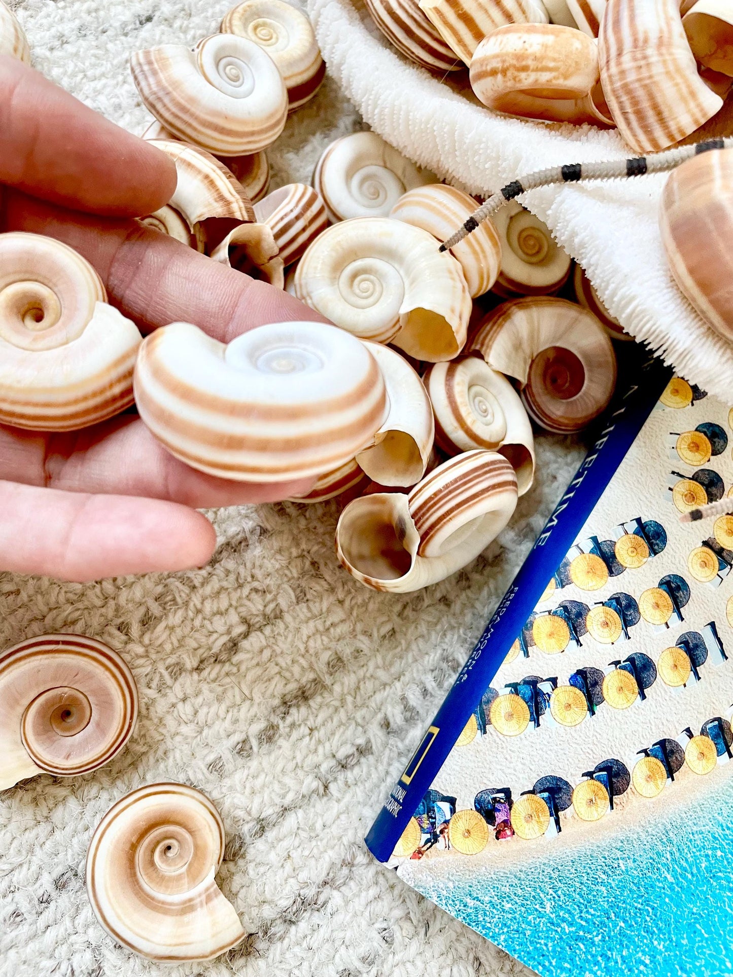 RAMS HORN SNAIL Shells *You Choose Quantity* Natural White w/ Brown Stripes 1.5-2" Small Craft Jewelry Pendent Seashells