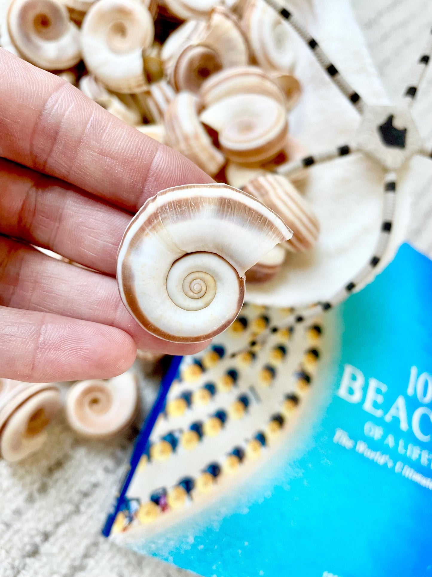 RAMS HORN SNAIL Shells *You Choose Quantity* Natural White w/ Brown Stripes 1.5-2" Small Craft Jewelry Pendent Seashells