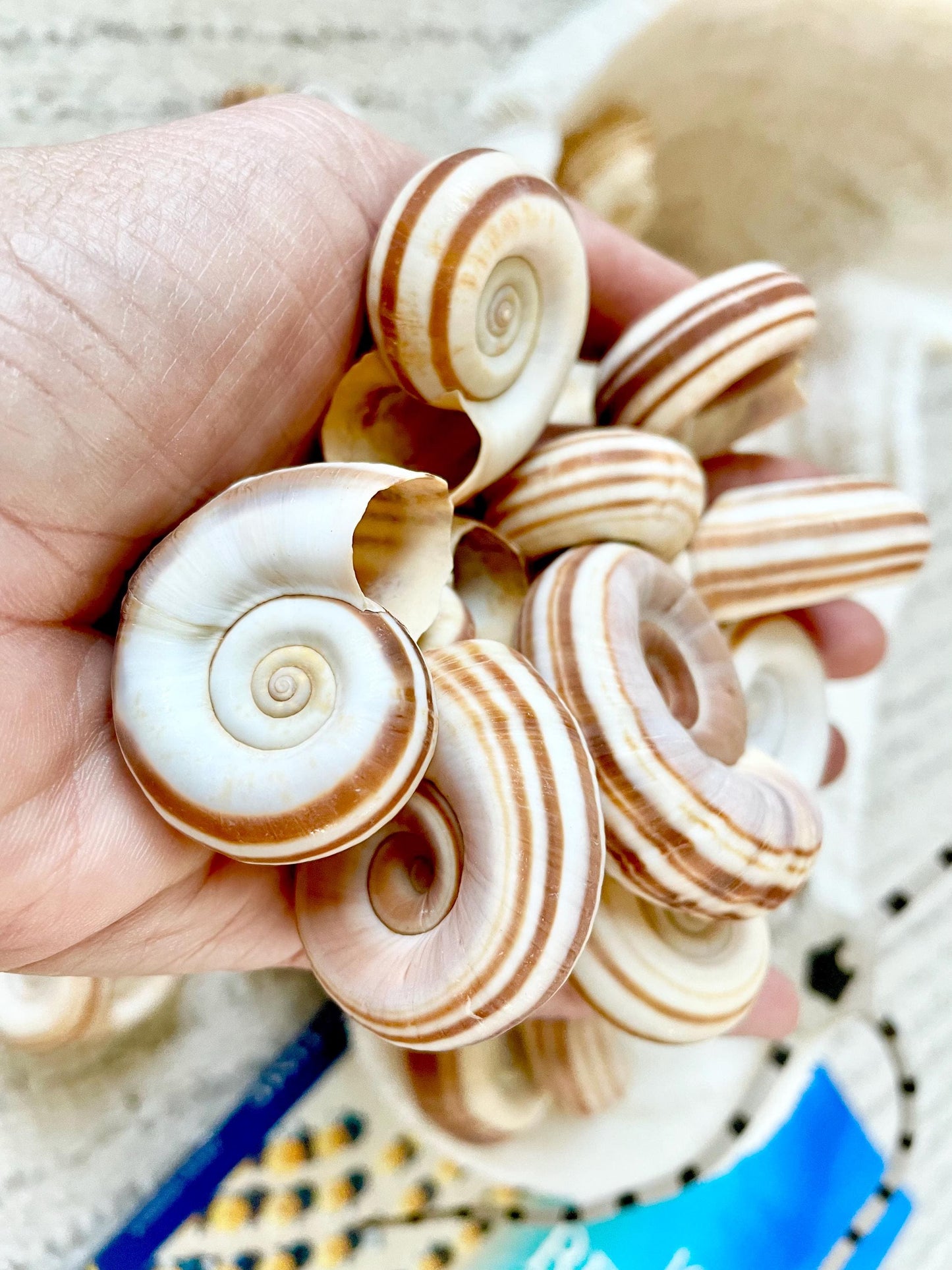 RAMS HORN SNAIL Shells 1.5-2" White Brown Stripes Small Craft Jewelry Pendent Seashells