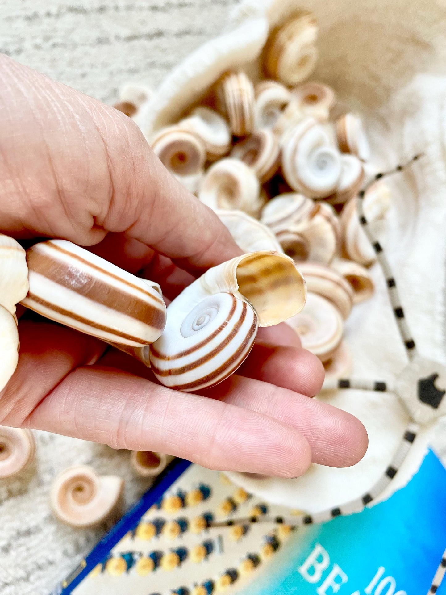 RAMS HORN SNAIL Shells *You Choose Quantity* Natural White w/ Brown Stripes 1.5-2" Small Craft Jewelry Pendent Seashells