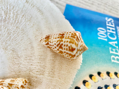 INSCRIPTUS CONE Shells *You Choose Quantity* 1.5-2" Natural Golden Brown White Spotted Small Craft Seashells Coastal Beach Home Décor