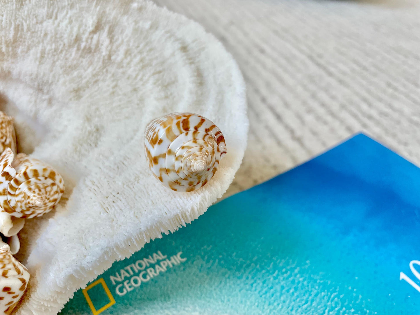 INSCRIPTUS CONE Shells *You Choose Quantity* 1.5-2" Natural Golden Brown White Spotted Small Craft Seashells Coastal Beach Home Décor