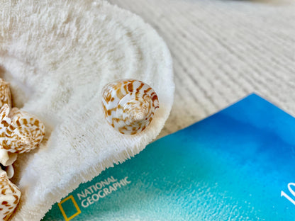 INSCRIPTUS CONE Shells *You Choose Quantity* 1.5-2" Natural Golden Brown White Spotted Small Craft Seashells Coastal Beach Home Décor