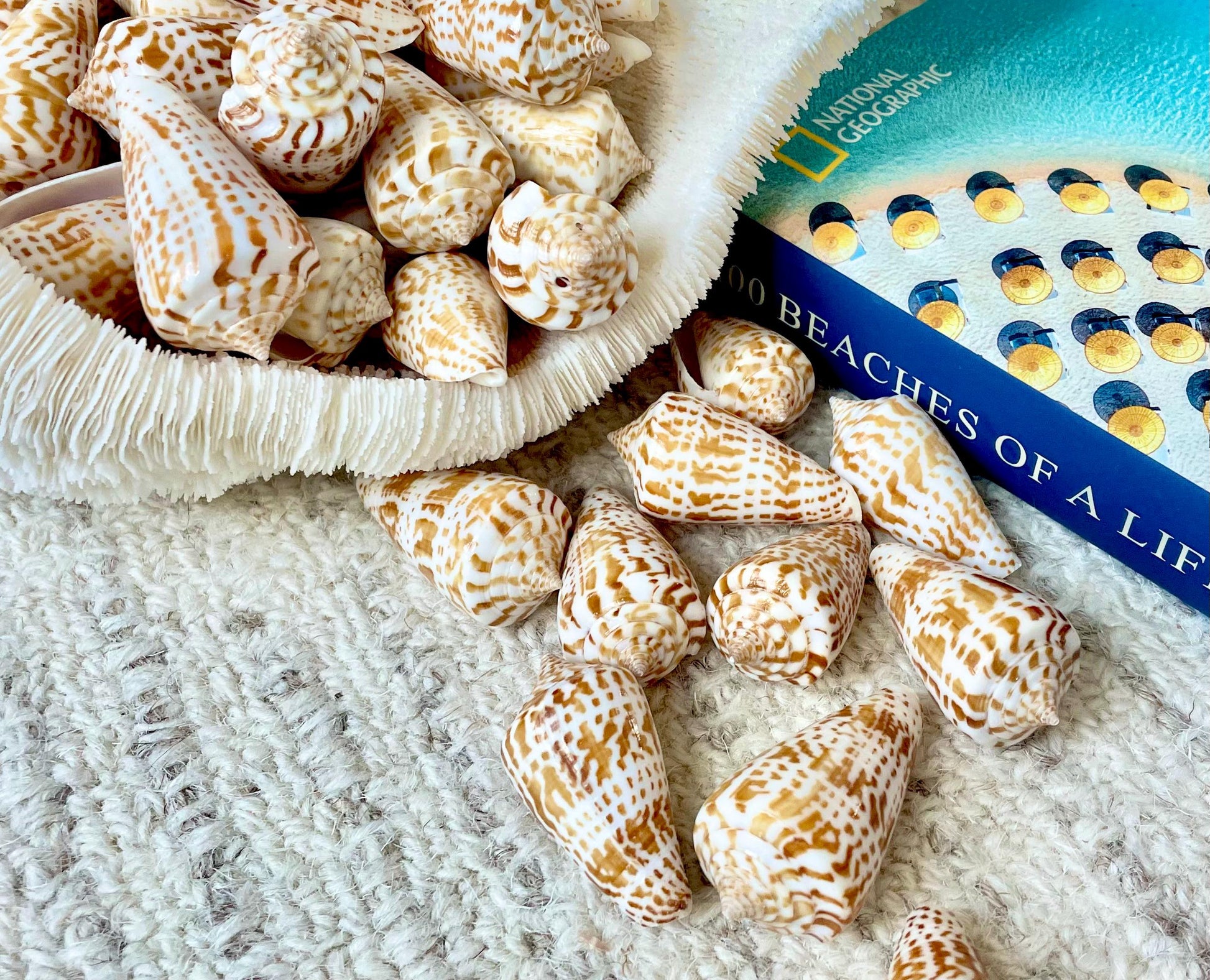 INSCRIPTUS CONE Shells *You Choose Quantity* 1.5-2" Natural Golden Brown White Spotted Small Craft Seashells Coastal Beach Home Décor