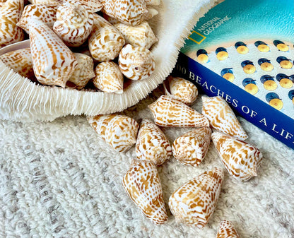INSCRIPTUS CONE Shells *You Choose Quantity* 1.5-2" Natural Golden Brown White Spotted Small Craft Seashells Coastal Beach Home Décor