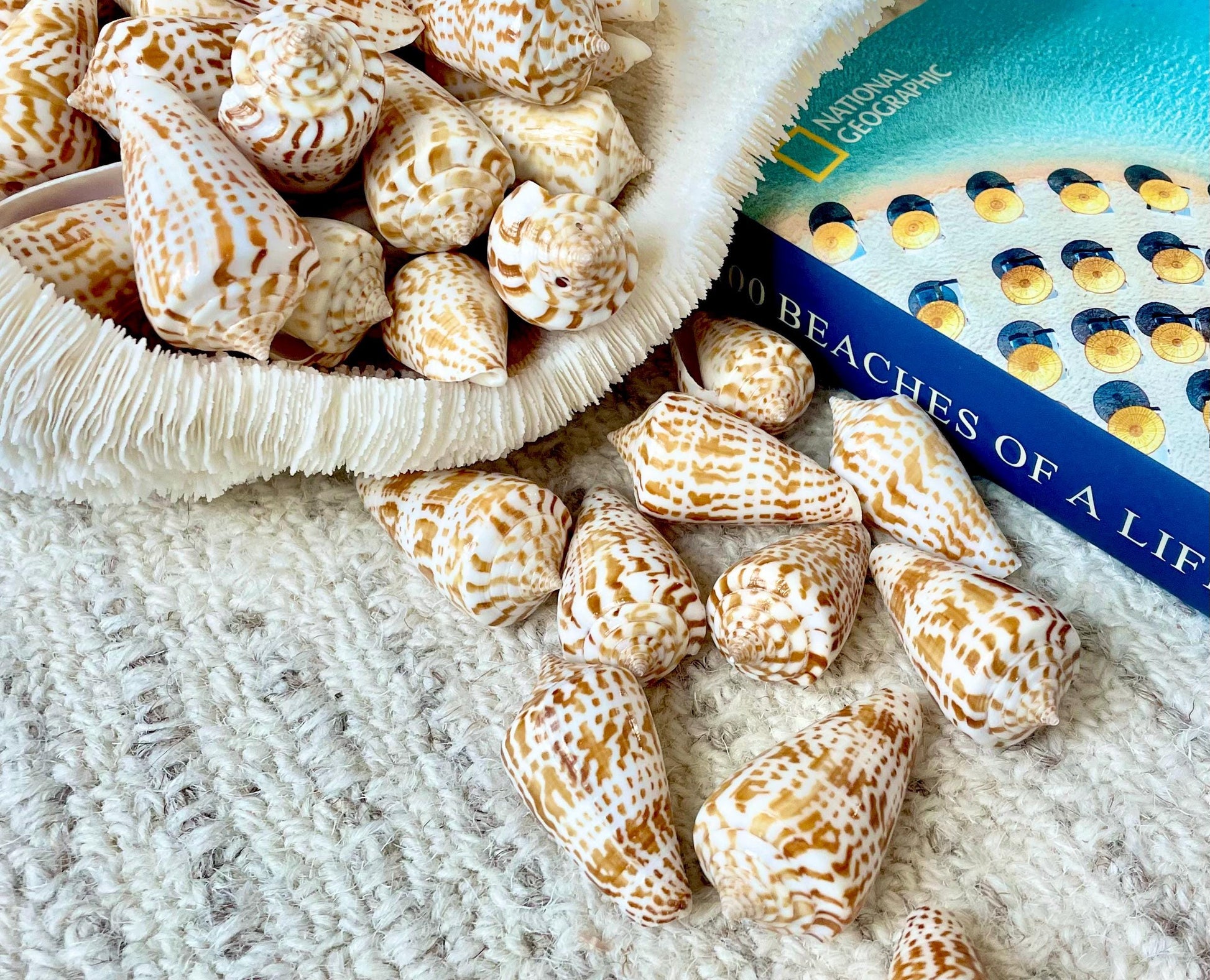 INSCRIPTUS CONE Shells 1.5-2" *You Choose Quantity* Brown White Spotted Small Craft Seashells