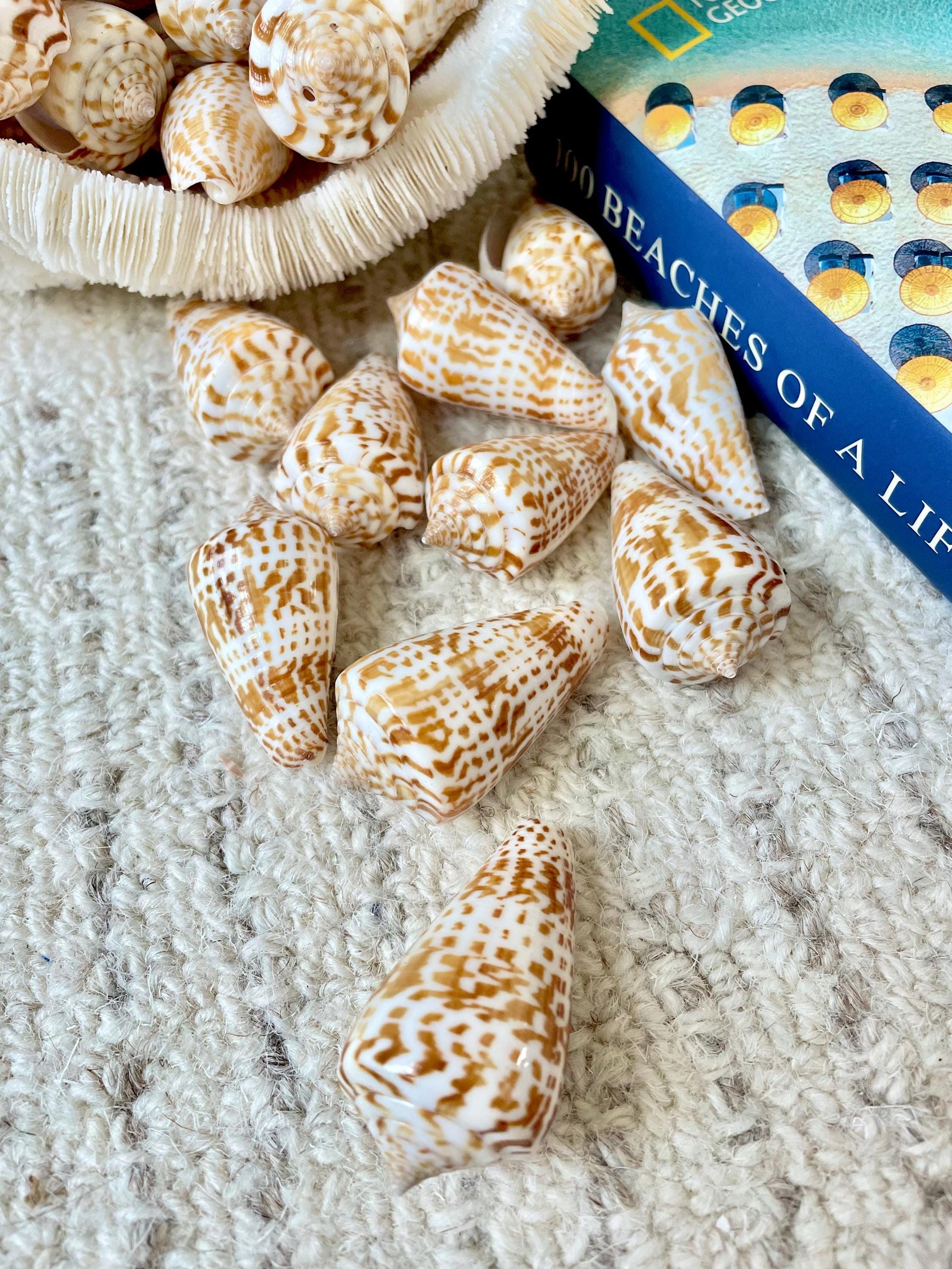 INSCRIPTUS CONE Shells *You Choose Quantity* 1.5-2" Natural Golden Brown White Spotted Small Craft Seashells Coastal Beach Home Décor