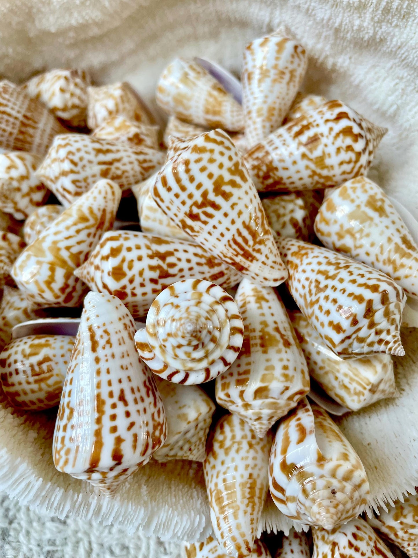 INSCRIPTUS CONE Shells *You Choose Quantity* 1.5-2" Natural Golden Brown White Spotted Small Craft Seashells Coastal Beach Home Décor