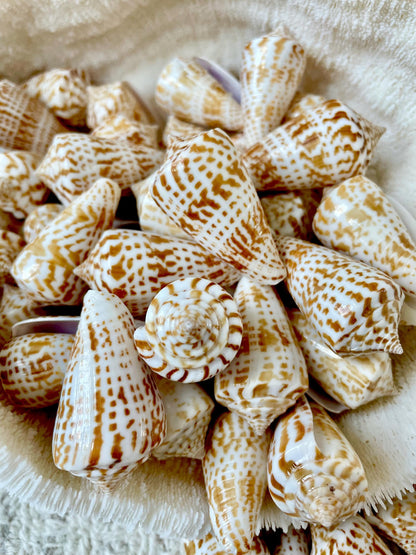 INSCRIPTUS CONE Shells *You Choose Quantity* 1.5-2" Natural Golden Brown White Spotted Small Craft Seashells Coastal Beach Home Décor
