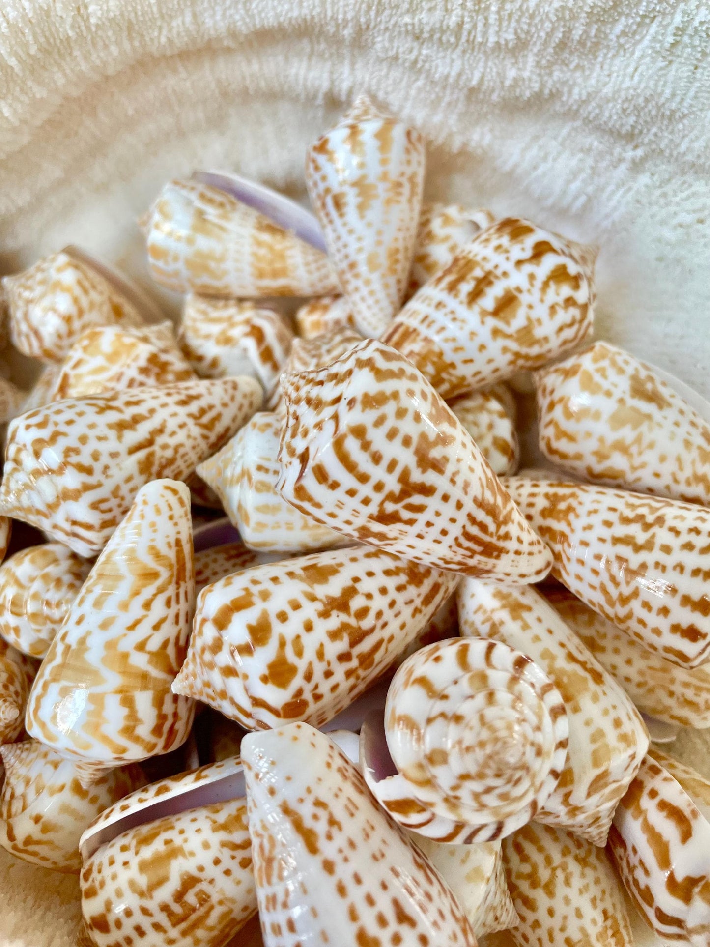 INSCRIPTUS CONE Shells *You Choose Quantity* 1.5-2" Natural Golden Brown White Spotted Small Craft Seashells Coastal Beach Home Décor