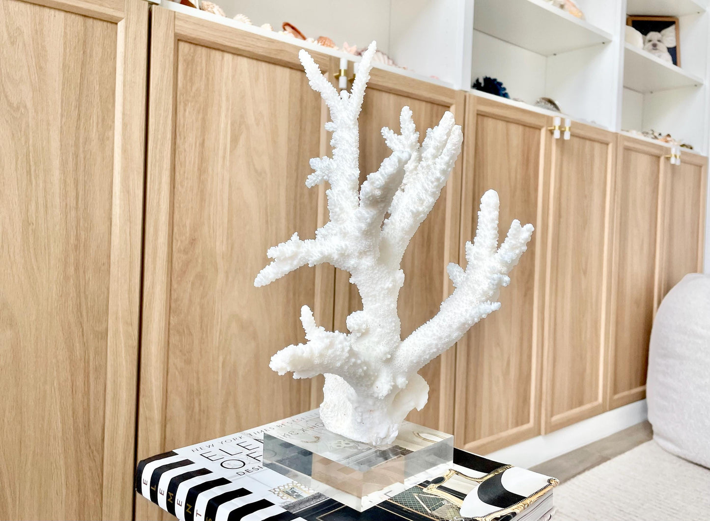 Genuine 100% Natural BRANCH CORAL 13" x 8" x 7" Long Fossil Specimen Coastal Ocean Reef Display Nautical Beach House Décor