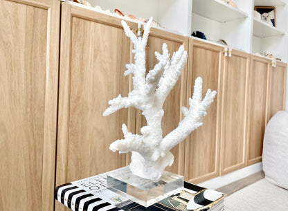 Genuine 100% Natural BRANCH CORAL 13" x 8" x 7" Long Fossil Specimen Coastal Ocean Reef Display Nautical Beach House Décor